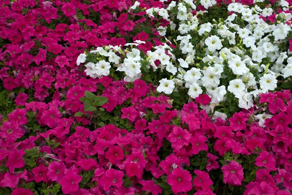 What's the Best Approach to Start a Kitchen Garden in a UK Apartment?